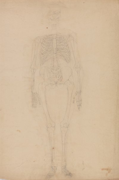 Esposizione anatomica comparativa della struttura del corpo umano con quella di una tigre e di un co... da George Stubbs